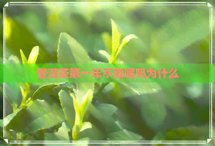 普洱茶之一年不能喝吗为什么