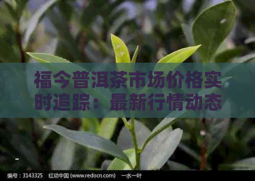 福今普洱茶市场价格实时追踪：最新行情动态分析