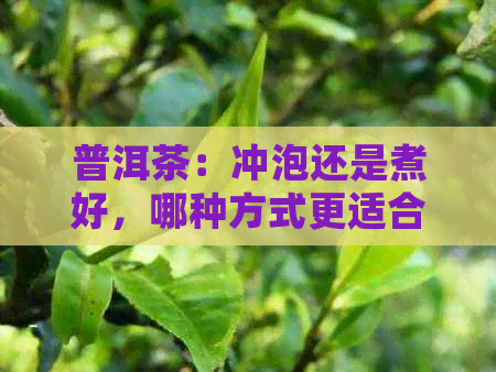 普洱茶：冲泡还是煮好，哪种方式更适合品尝生茶的醇厚口感？