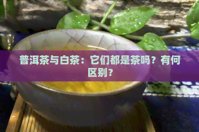 普洱茶与白茶：它们都是茶吗？有何区别？