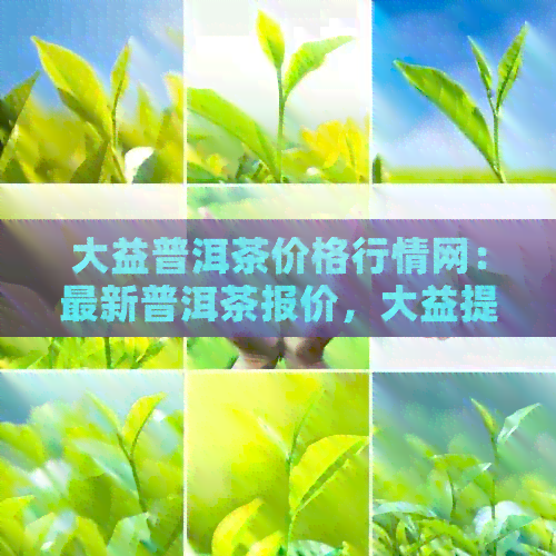 大益普洱茶价格行情网：最新普洱茶报价，大益提供芳村市场分析