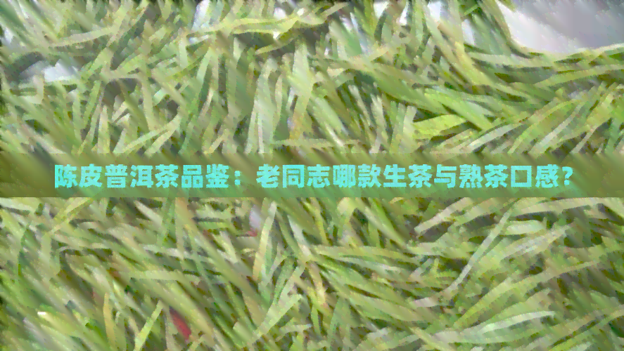 陈皮普洱茶品鉴：老同志哪款生茶与熟茶口感？