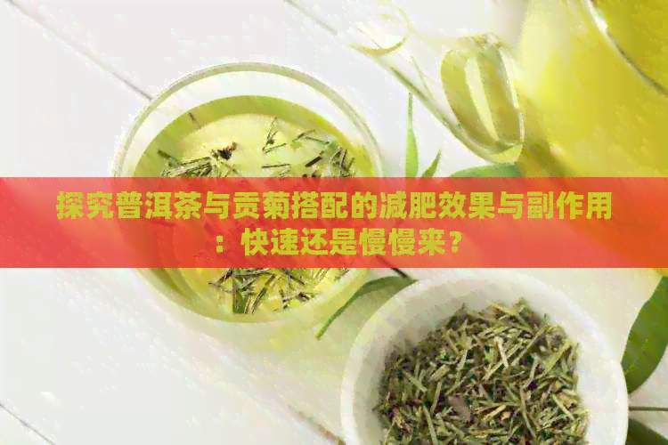 探究普洱茶与贡菊搭配的减肥效果与副作用：快速还是慢慢来？