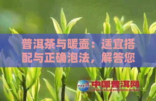 普洱茶与暖壶：适宜搭配与正确泡法，解答您的所有疑问