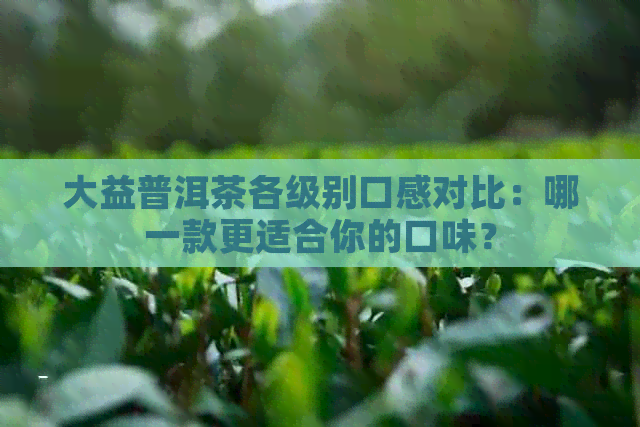 大益普洱茶各级别口感对比：哪一款更适合你的口味？