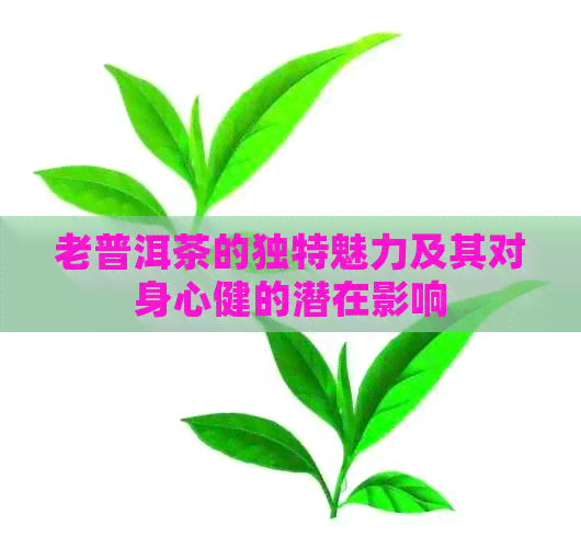 老普洱茶的独特魅力及其对身心健的潜在影响