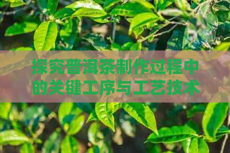 探究普洱茶制作过程中的关键工序与工艺技术