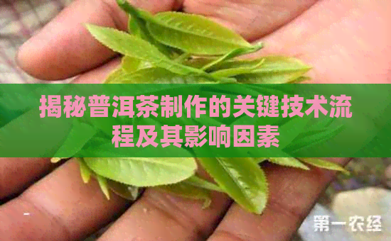 揭秘普洱茶制作的关键技术流程及其影响因素