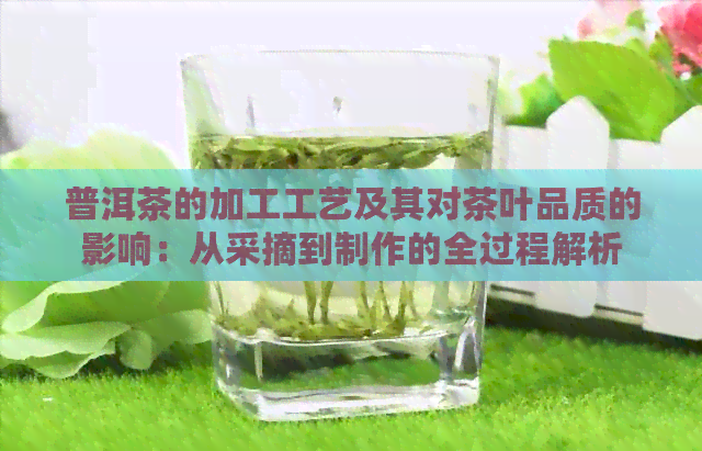 普洱茶的加工工艺及其对茶叶品质的影响：从采摘到制作的全过程解析