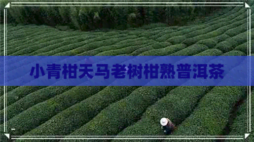 小青柑天马老树柑熟普洱茶