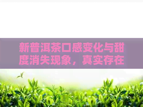 新普洱茶口感变化与甜度消失现象，真实存在还是误导？