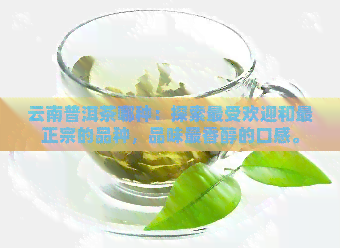 云南普洱茶哪种：探索更受欢迎和最正宗的品种，品味最香醇的口感。