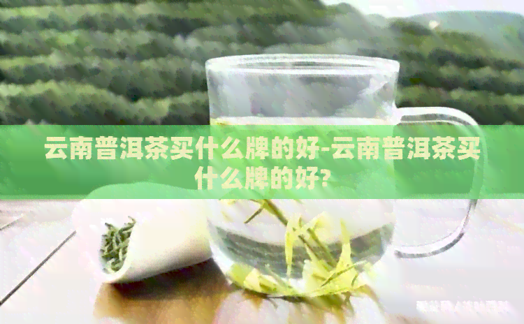 云南普洱茶买什么牌的好-云南普洱茶买什么牌的好?