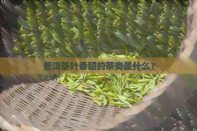 普洱茶叶香甜的茶类是什么？