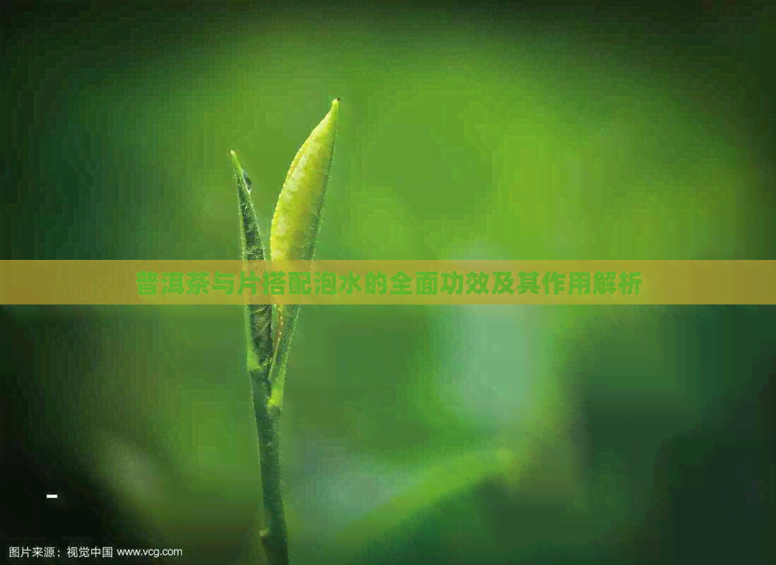 普洱茶与片搭配泡水的全面功效及其作用解析