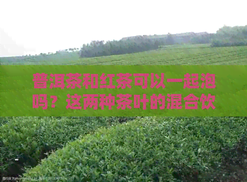 普洱茶和红茶可以一起泡吗？这两种茶叶的混合饮用方法及其效果是什么？