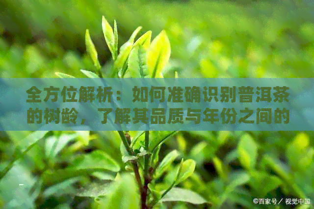 全方位解析：如何准确识别普洱茶的树龄，了解其品质与年份之间的关系