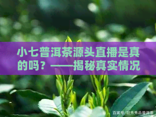 小七普洱茶源头直播是真的吗？——揭秘真实情况！