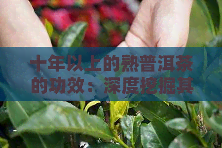 十年以上的熟普洱茶的功效：深度挖掘其陈化价值和健益处