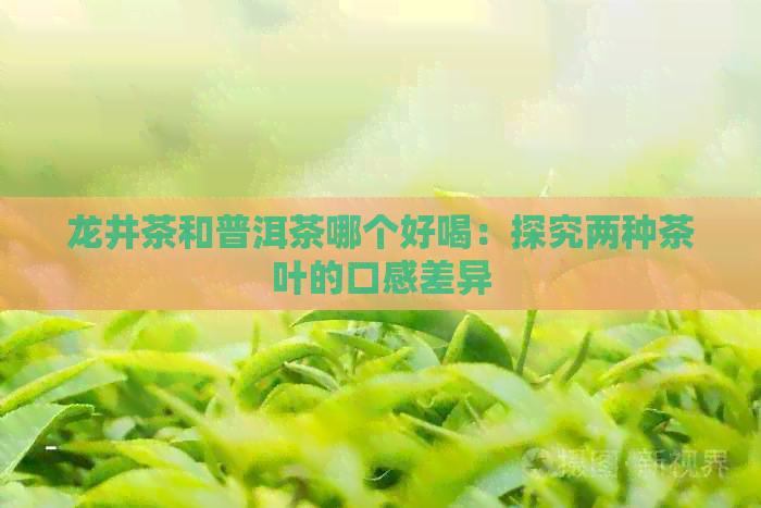 龙井茶和普洱茶哪个好喝：探究两种茶叶的口感差异