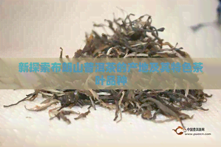 新探索布朗山普洱茶的产地及其特色茶叶品种