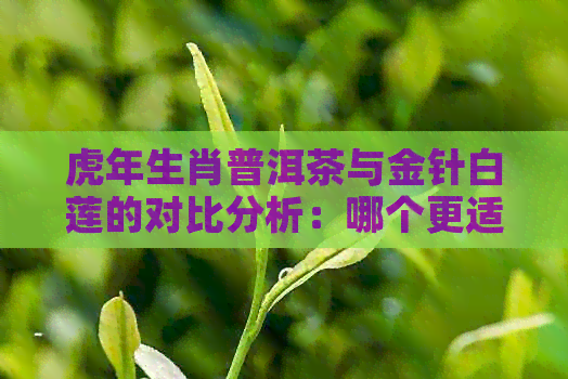 虎年生肖普洱茶与金针白莲的对比分析：哪个更适合您的口味？