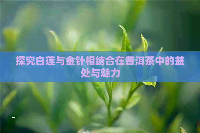 探究白莲与金针相结合在普洱茶中的益处与魅力