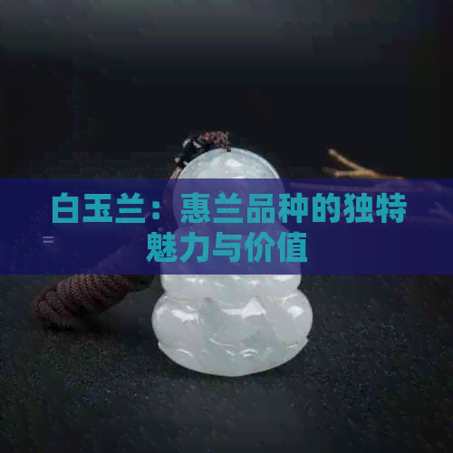 白玉兰：惠兰品种的独特魅力与价值