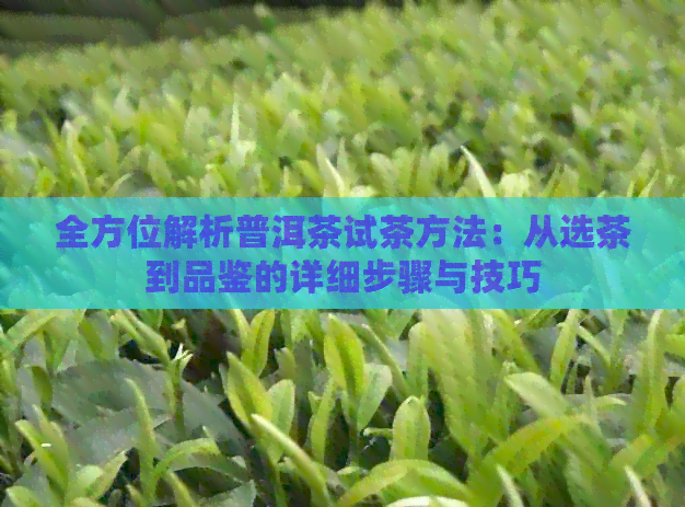 全方位解析普洱茶试茶方法：从选茶到品鉴的详细步骤与技巧