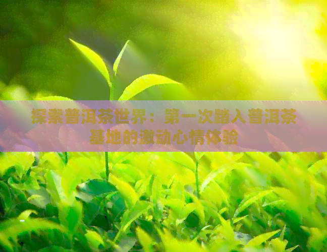 探索普洱茶世界：之一次踏入普洱茶基地的激动心情体验