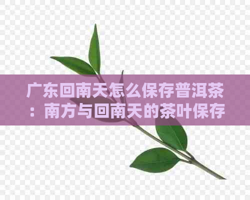 广东回南天怎么保存普洱茶：南方与回南天的茶叶保存方法