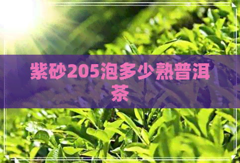 紫砂205泡多少熟普洱茶