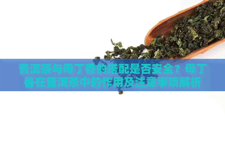 普洱茶与母丁香的搭配是否安全？母丁香在普洱茶中的作用及注意事项解析