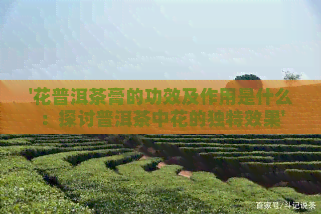 '花普洱茶膏的功效及作用是什么：探讨普洱茶中花的独特效果'