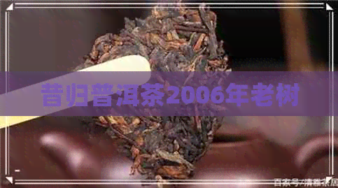 昔归普洱茶2006年老树