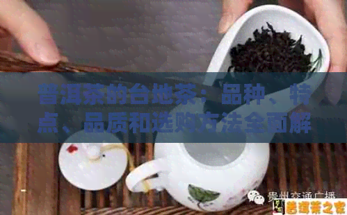 普洱茶的台地茶：品种、特点、品质和选购方法全面解析