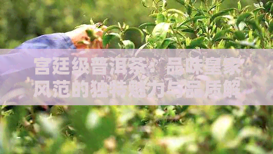 宫廷级普洱茶：品味皇家风范的独特魅力与品质解析