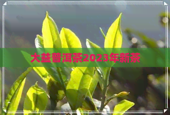 大益普洱茶2023年新茶