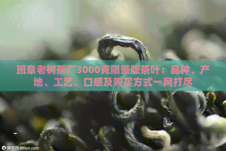 班章老树茶厂3000克限量版茶叶：品种、产地、工艺、口感及购买方式一网打尽