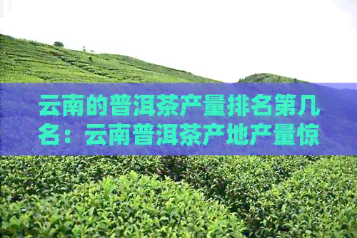 云南的普洱茶产量排名第几名：云南普洱茶产地产量惊人，更大的产区揭晓