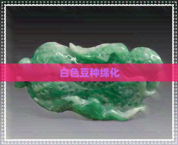 白色豆种绵化