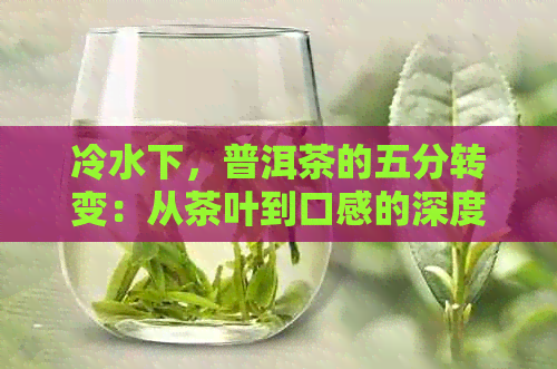 冷水下，普洱茶的五分转变：从茶叶到口感的深度解读