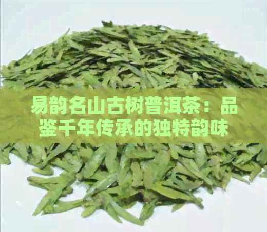 易韵名山古树普洱茶：品鉴千年传承的独特韵味