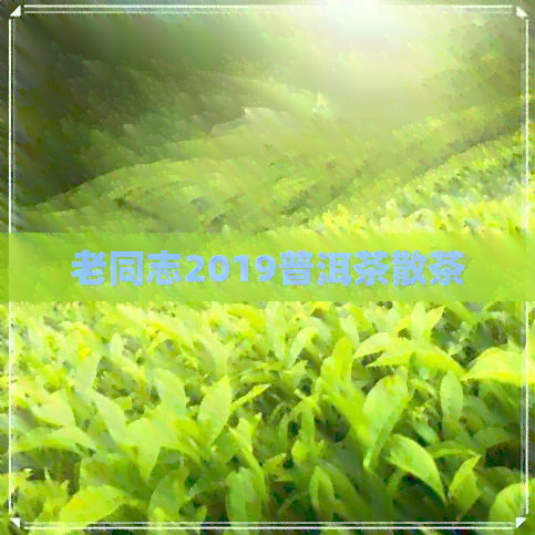 老同志2019普洱茶散茶