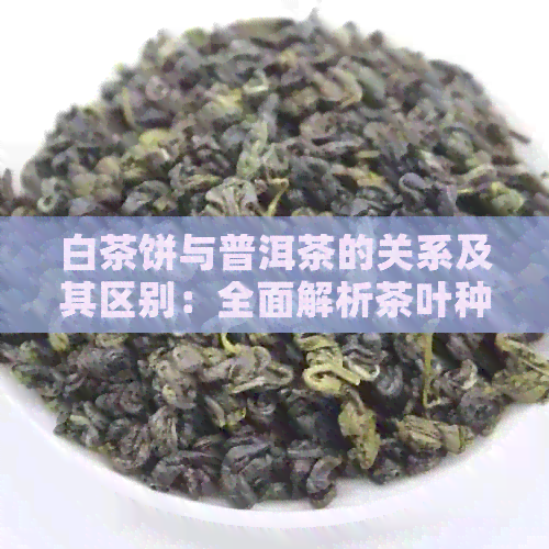 白茶饼与普洱茶的关系及其区别：全面解析茶叶种类与特点