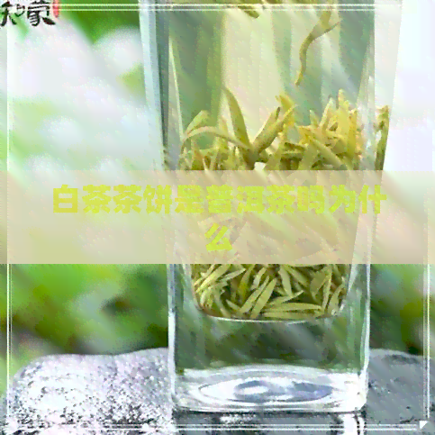 白茶茶饼是普洱茶吗为什么