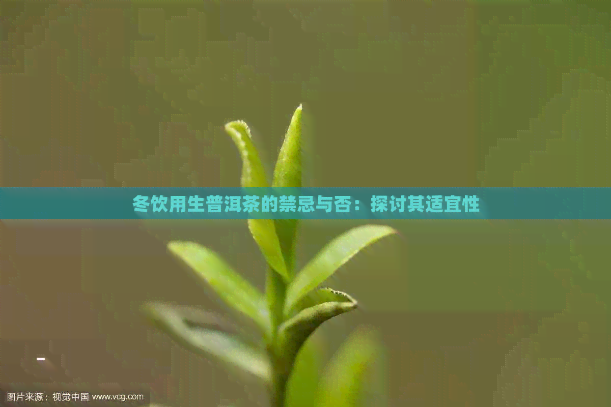 冬饮用生普洱茶的禁忌与否：探讨其适宜性