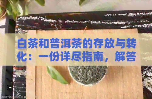 白茶和普洱茶的存放与转化：一份详尽指南，解答您的所有疑问