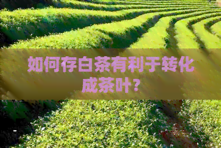 如何存白茶有利于转化成茶叶？