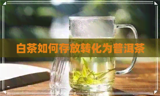 白茶如何存放转化为普洱茶